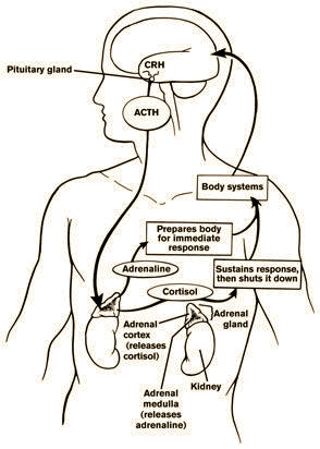 self-care, cortisol