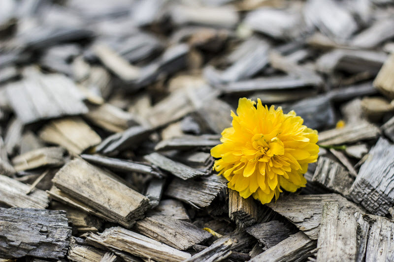 yellow flower, depression